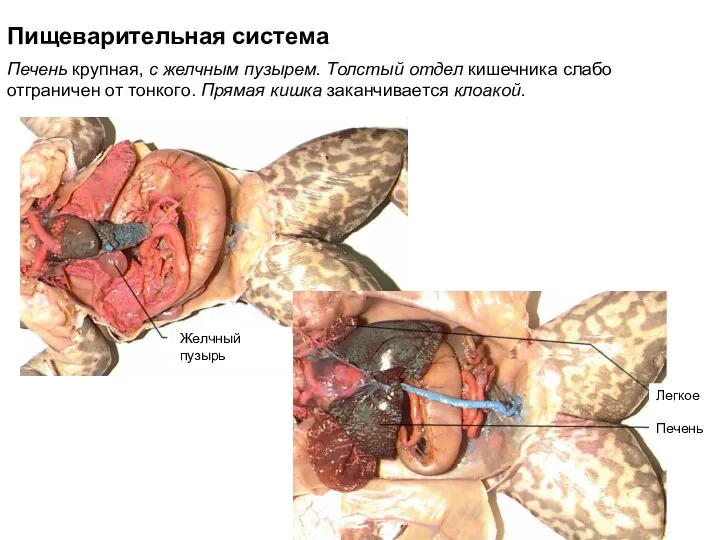 Пищеварительная система Печень крупная, с желчным пузырем. Толстый отдел кишечника слабо