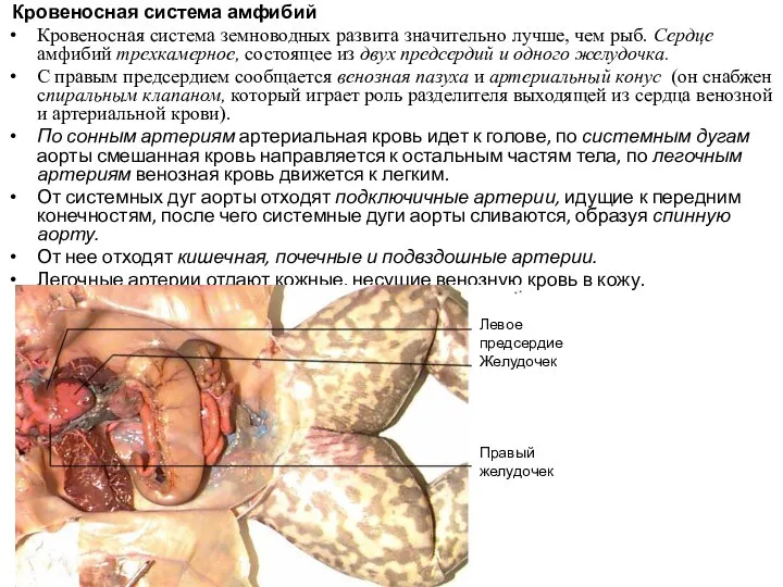 Кровеносная система амфибий Кровеносная система земноводных развита значительно лучше, чем рыб.