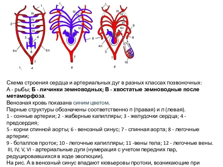 Схема строения сердца и артериальных дуг в разных классах позвоночных: А