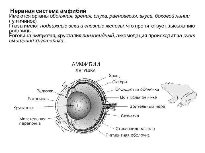 Нервная система амфибий Имеются органы обоняния, зрения, слуха, равновесия, вкуса, боковой