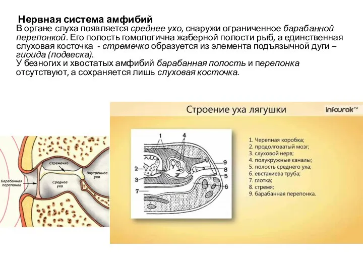 Нервная система амфибий В органе слуха появляется среднее ухо, снаружи ограниченное