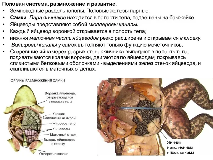 Половая система, размножение и развитие. Земноводные раздельнополы. Половые железы парные. Самки.