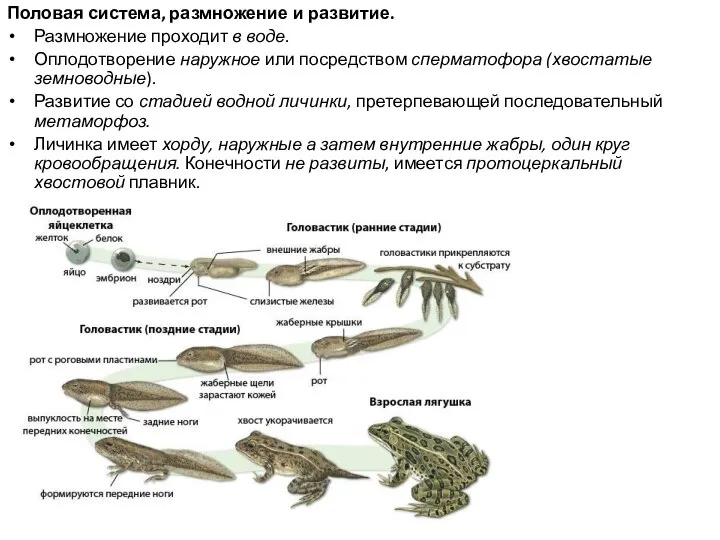 Половая система, размножение и развитие. Размножение проходит в воде. Оплодотворение наружное