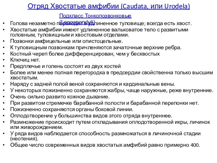 Отряд Хвостатые амфибии (Caudata, или Urodela) Голова незаметно переходит в удлиненное