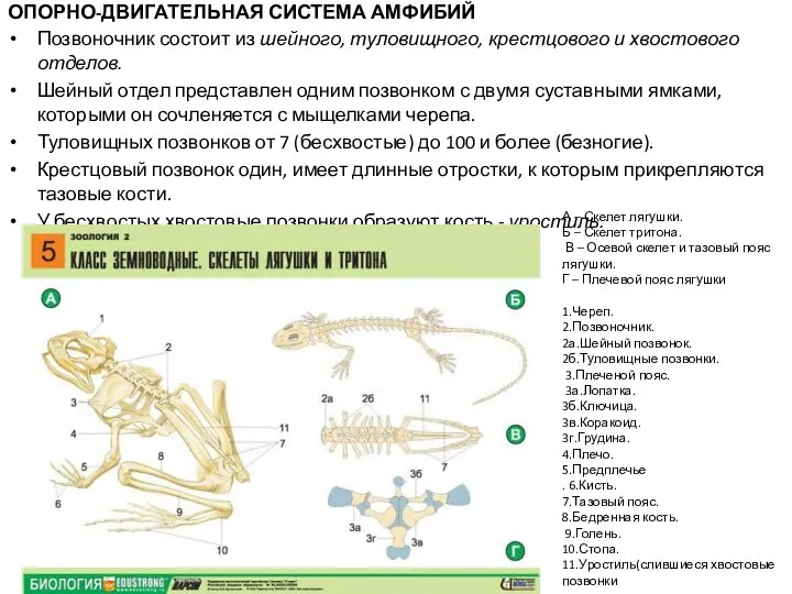 ОПОРНО-ДВИГАТЕЛЬНАЯ СИСТЕМА АМФИБИЙ Позвоночник состоит из шейного, туловищного, крестцового и хвостового