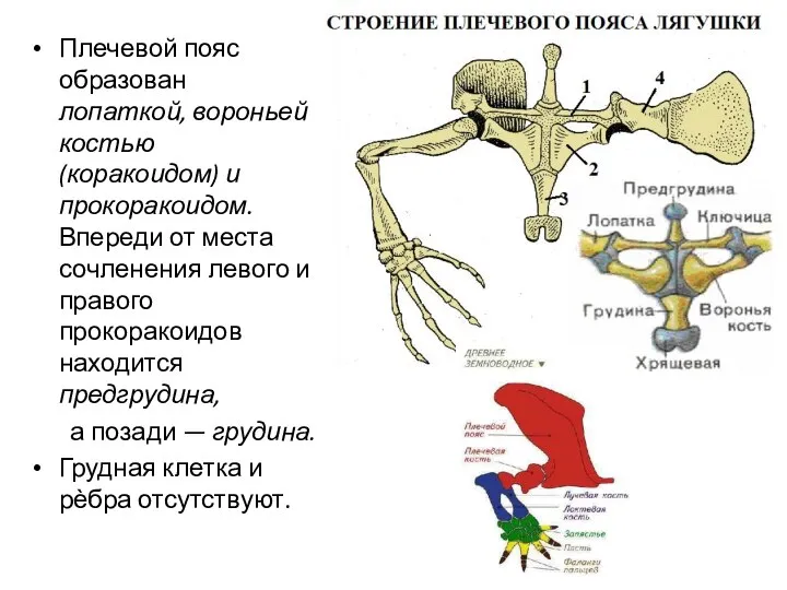 Плечевой пояс образован лопаткой, вороньей костью (коракоидом) и прокоракоидом. Впереди от