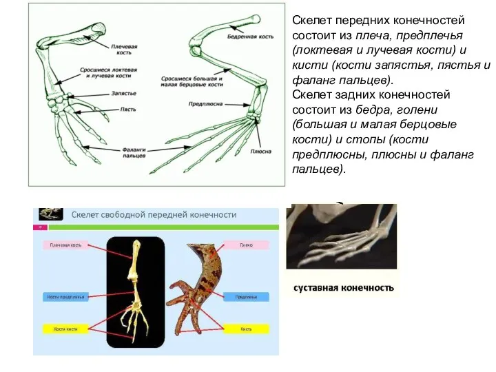 Скелет передних конечностей состоит из плеча, предплечья (локтевая и лучевая кости)