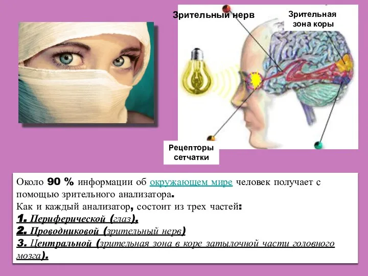 Около 90 % информации об окружающем мире человек получает с помощью