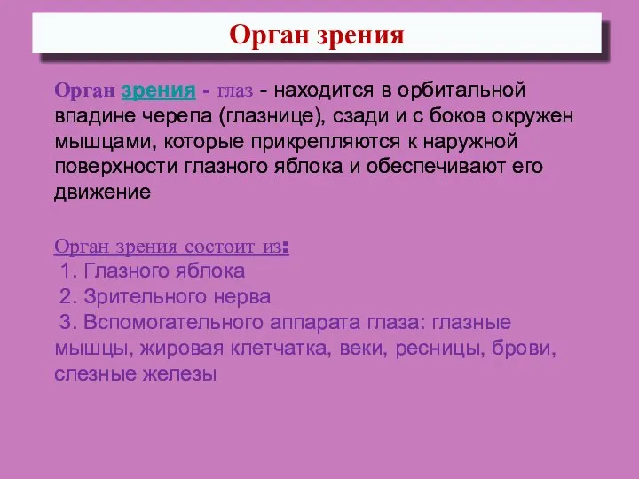 Орган зрения Орган зрения - глаз - находится в орбитальной впадине