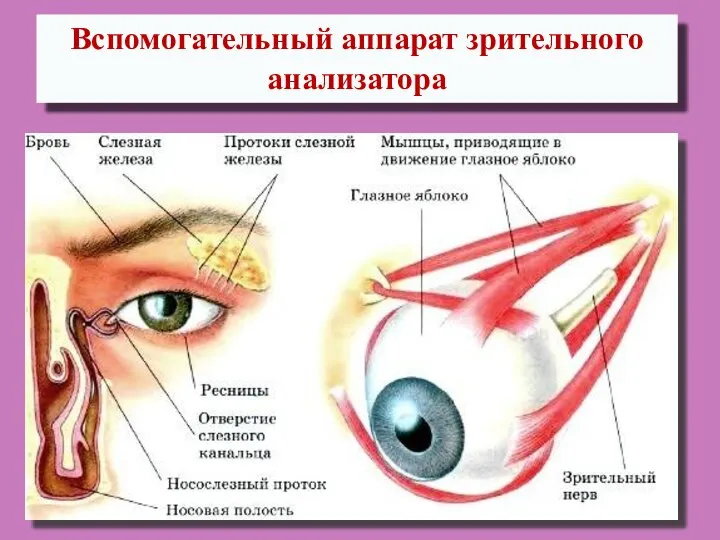 Вспомогательный аппарат зрительного анализатора