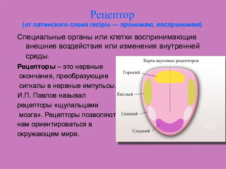 Рецептор (от латинского слова recipio — принимаю, воспринимаю) Специальные органы или