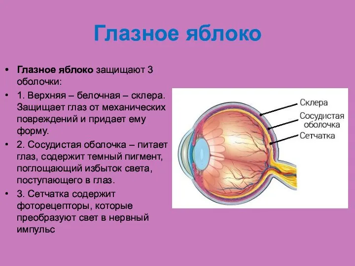 Глазное яблоко Глазное яблоко защищают 3 оболочки: 1. Верхняя – белочная