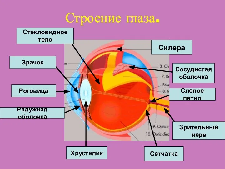 Строение глаза. Склера Роговица Радужная оболочка Зрачок Хрусталик Сетчатка Сосудистая оболочка