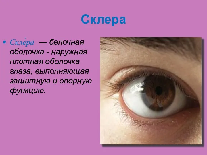 Склера Скле́ра — белочная оболочка - наружная плотная оболочка глаза, выполняющая защитную и опорную функцию.