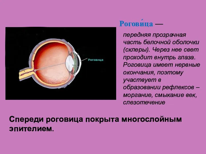 Спереди роговица покрыта многослойным эпителием. Рогови́ца — передняя прозрачная часть белочной