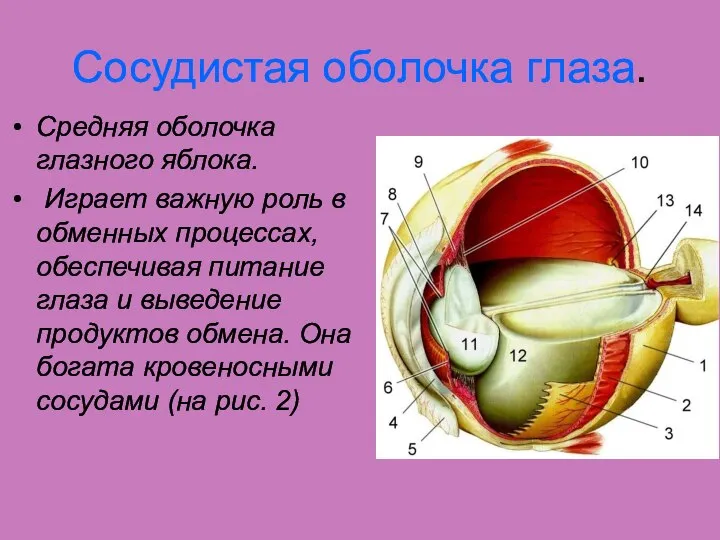 Сосудистая оболочка глаза. Средняя оболочка глазного яблока. Играет важную роль в