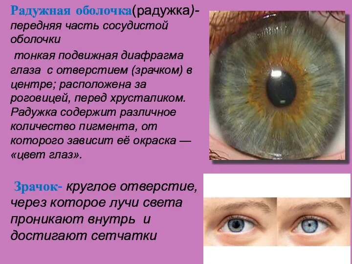 Радужная оболочка(радужка)-передняя часть сосудистой оболочки тонкая подвижная диафрагма глаза с отверстием