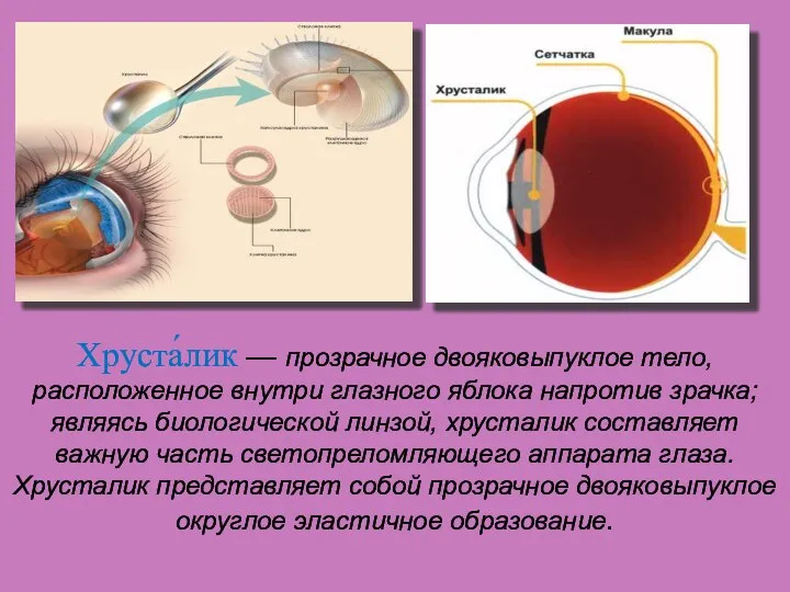 Хруста́лик — прозрачное двояковыпуклое тело, расположенное внутри глазного яблока напротив зрачка;