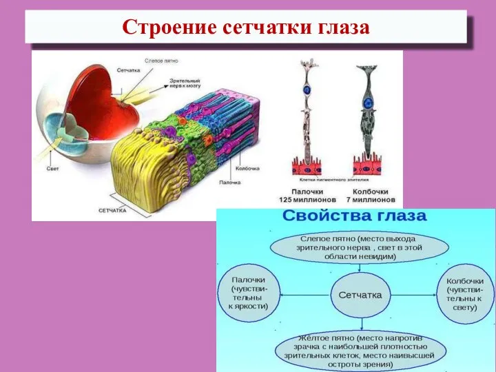 Строение сетчатки глаза