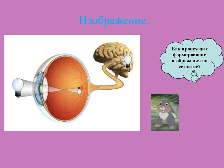 Изображение. Как происходит формирование изображения на сетчатке?