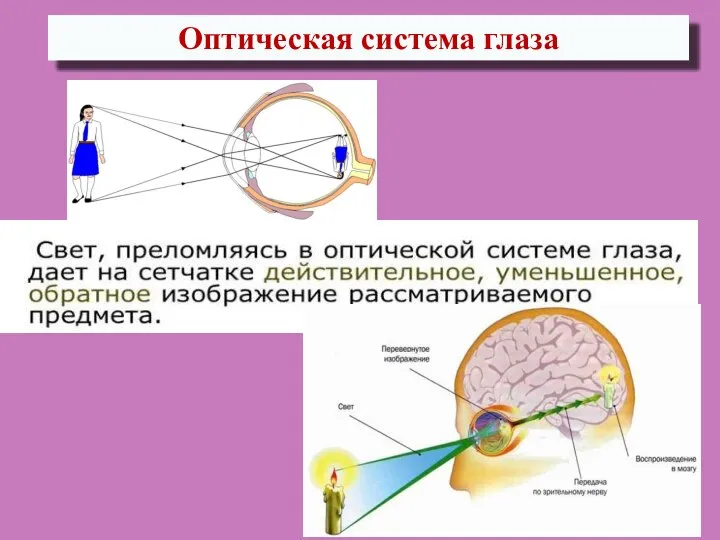 Оптическая система глаза