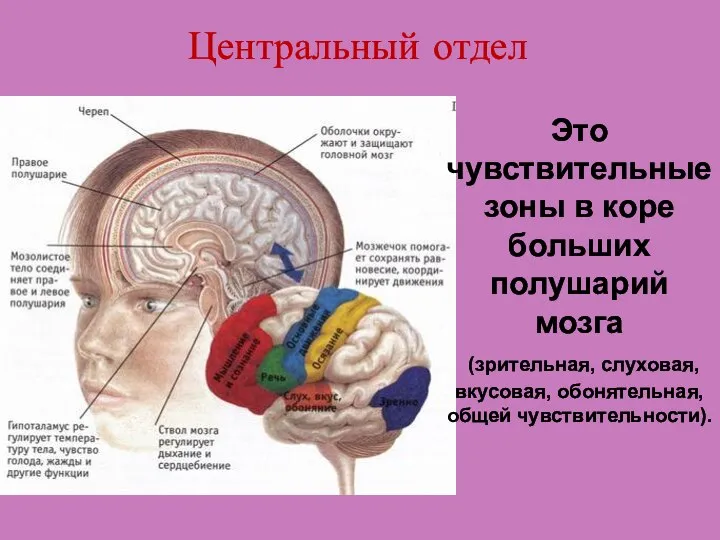 Центральный отдел Это чувствительные зоны в коре больших полушарий мозга (зрительная, слуховая, вкусовая, обонятельная, общей чувствительности).