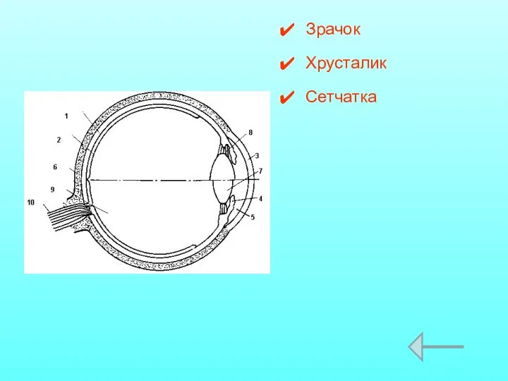 Зрачок Хрусталик Сетчатка