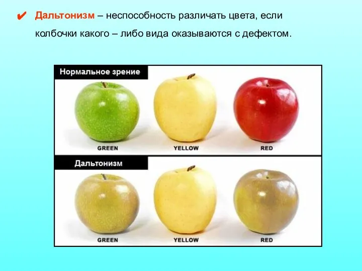 Дальтонизм – неспособность различать цвета, если колбочки какого – либо вида оказываются с дефектом.