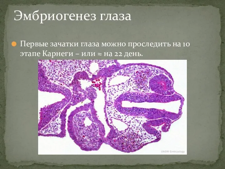 Первые зачатки глаза можно проследить на 10 этапе Карнеги – или