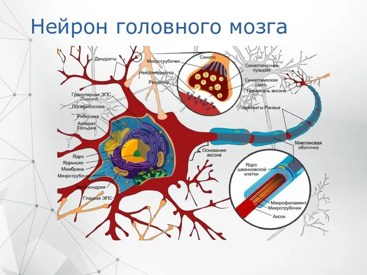 Нейрон головного мозга