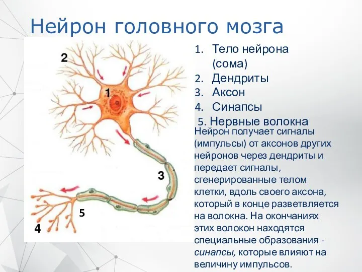 Нейрон головного мозга Тело нейрона (сома) Дендриты Аксон Синапсы 5. Нервные