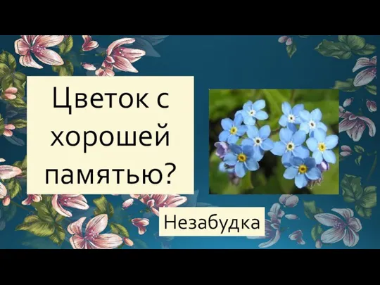 Цветок с хорошей памятью? Незабудка