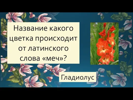 Название какого цветка происходит от латинского слова «меч»? Гладиолус