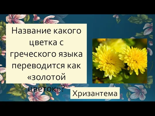 Название какого цветка с греческого языка переводится как «золотой цветок»? Хризантема