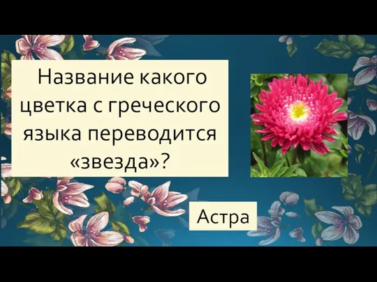 Название какого цветка с греческого языка переводится «звезда»? Астра