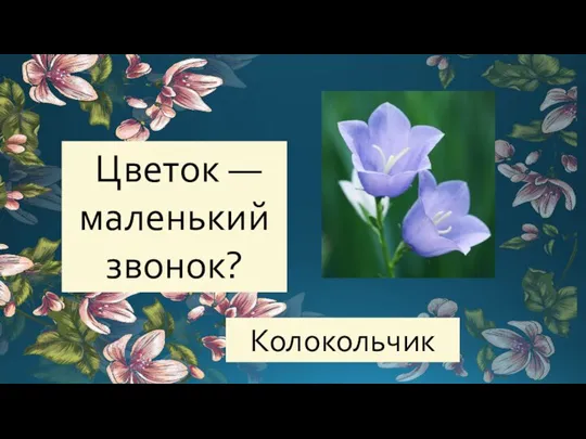 Цветок — маленький звонок? Колокольчик