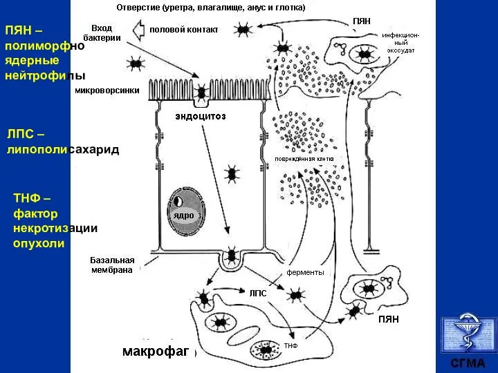 ПЯН – полиморфно ядерные нейтрофилы ЛПС – липополисахарид ТНФ – фактор некротизации опухоли
