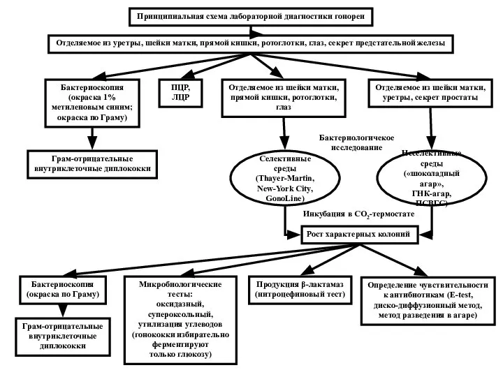 Принципиальная схема лабораторной диагностики гонореи Отделяемое из уретры, шейки матки, прямой