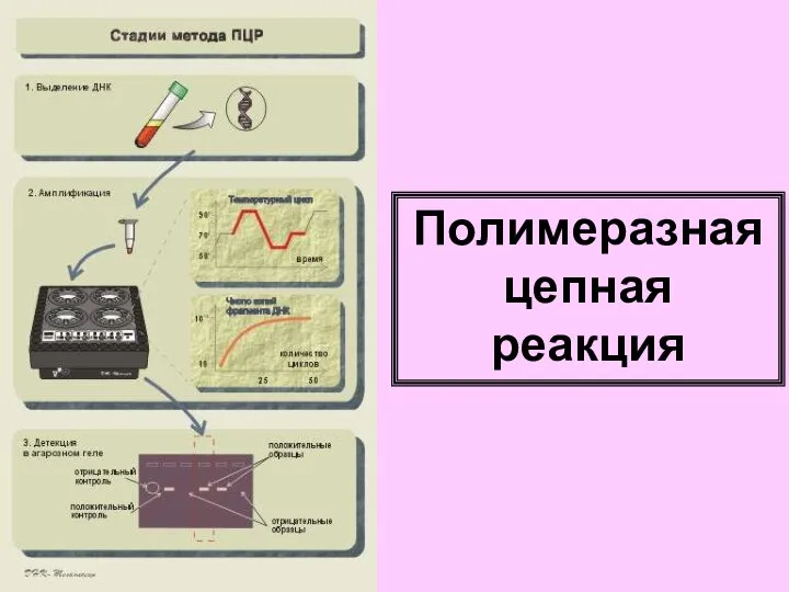 Полимеразная цепная реакция