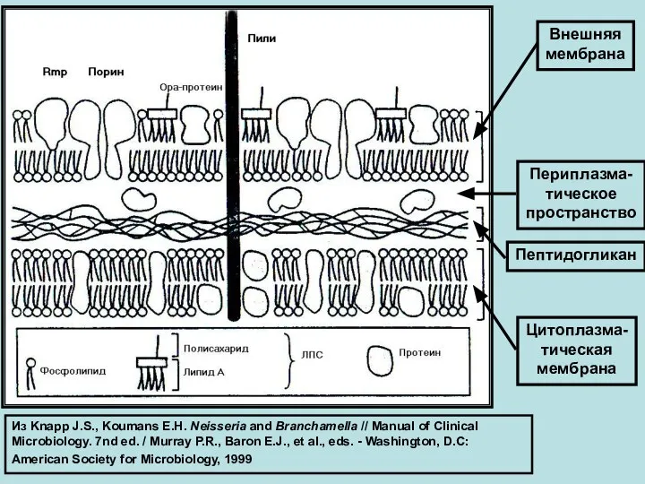 Из Knapp J.S., Koumans E.H. Neisseria and Branchamella // Manual of