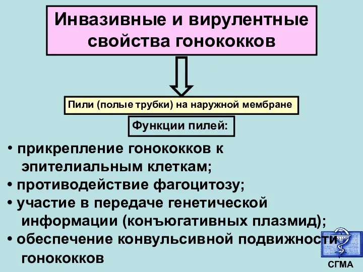 Инвазивные и вирулентные свойства гонококков Пили (полые трубки) на наружной мембране