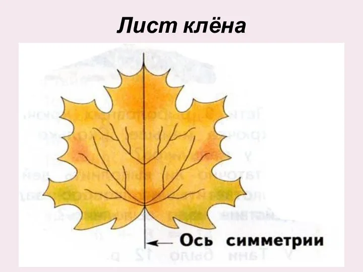 Лист клёна