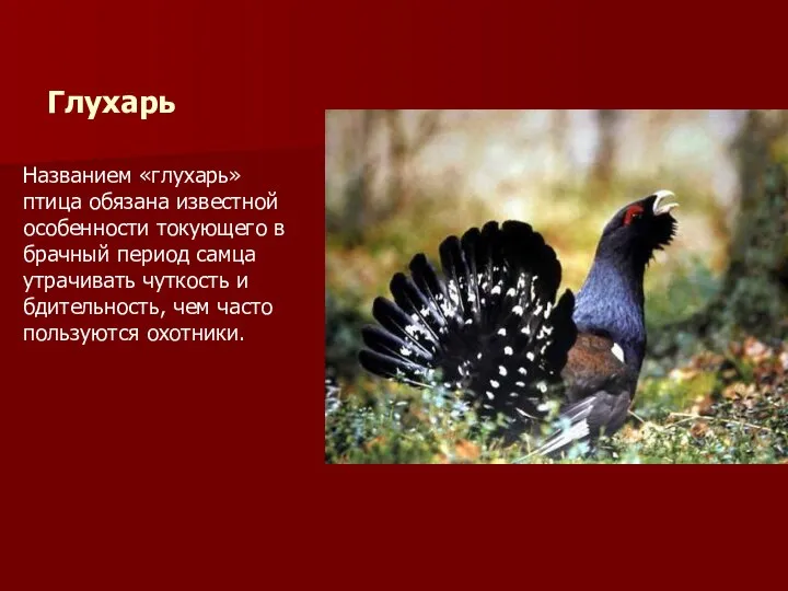 Глухарь Названием «глухарь» птица обязана известной особенности токующего в брачный период