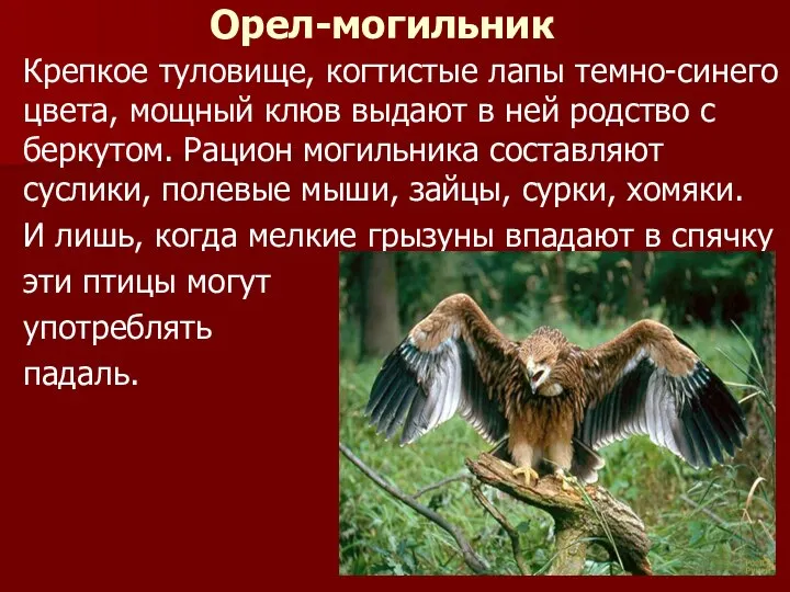 Орел-могильник Крепкое туловище, когтистые лапы темно-синего цвета, мощный клюв выдают в