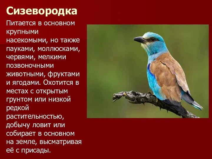 Сизевородка Питается в основном крупными насекомыми, но также пауками, моллюсками, червями,