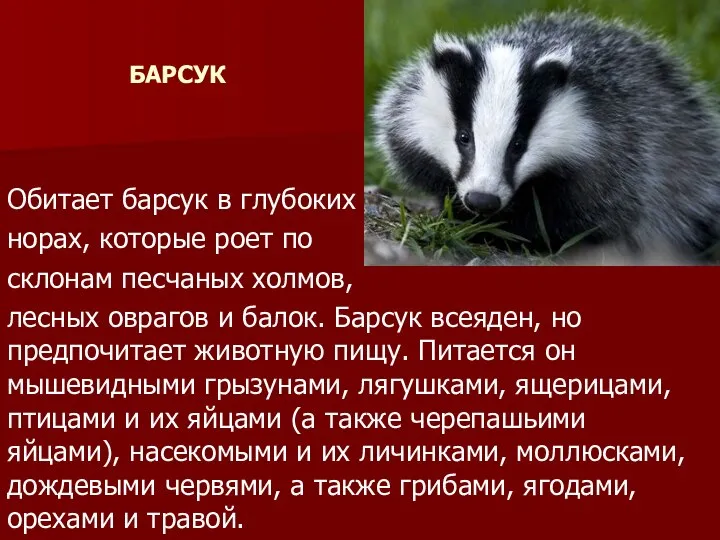 БАРСУК Обитает барсук в глубоких норах, которые роет по склонам песчаных