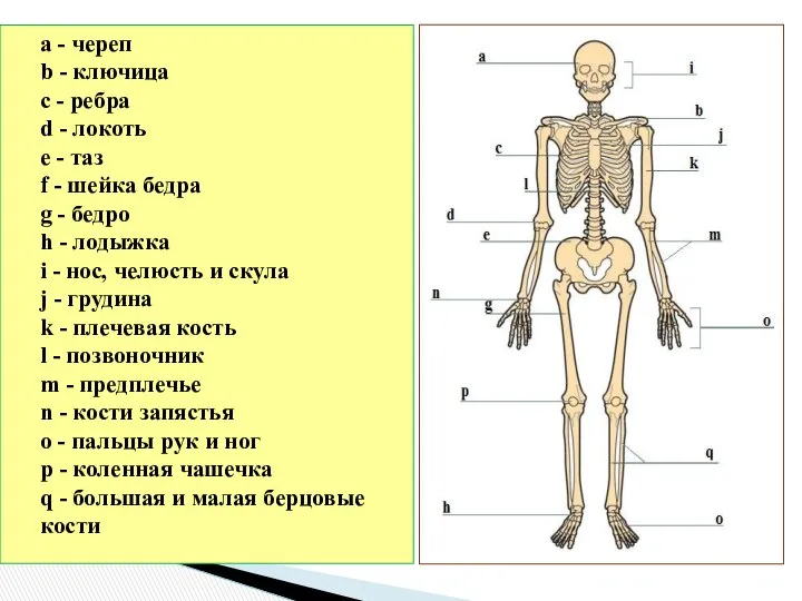 а - череп b - ключица с - ребра d -