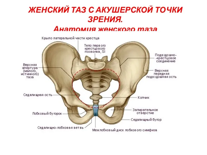 ЖЕНСКИЙ ТАЗ С АКУШЕРСКОЙ ТОЧКИ ЗРЕНИЯ. Анатомия женского таза