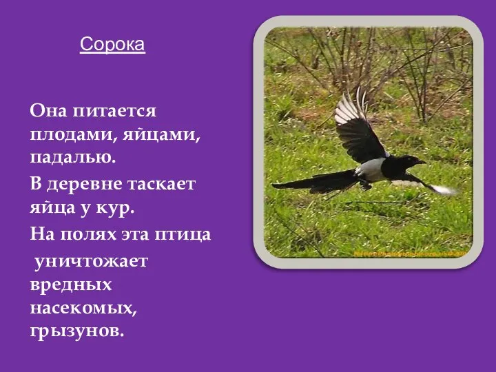 Сорока Она питается плодами, яйцами, падалью. В деревне таскает яйца у