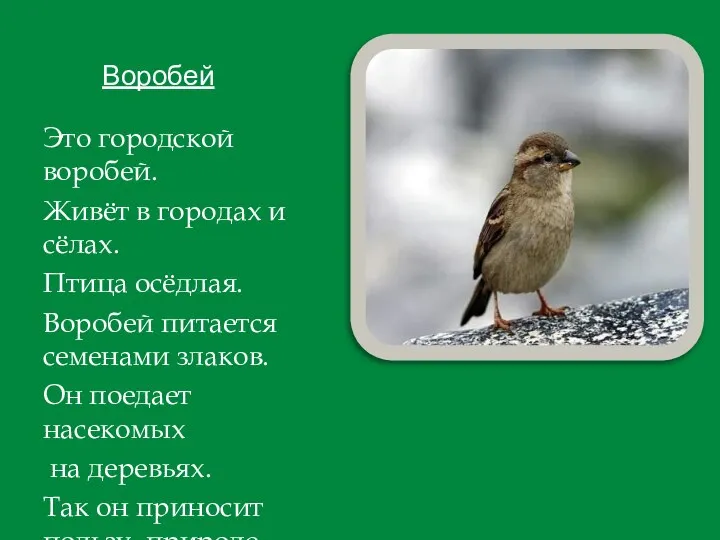 Воробей Это городской воробей. Живёт в городах и сёлах. Птица осёдлая.